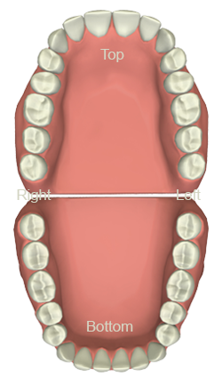 Dental Tooth Chart West Palm Beach - Teeth Set